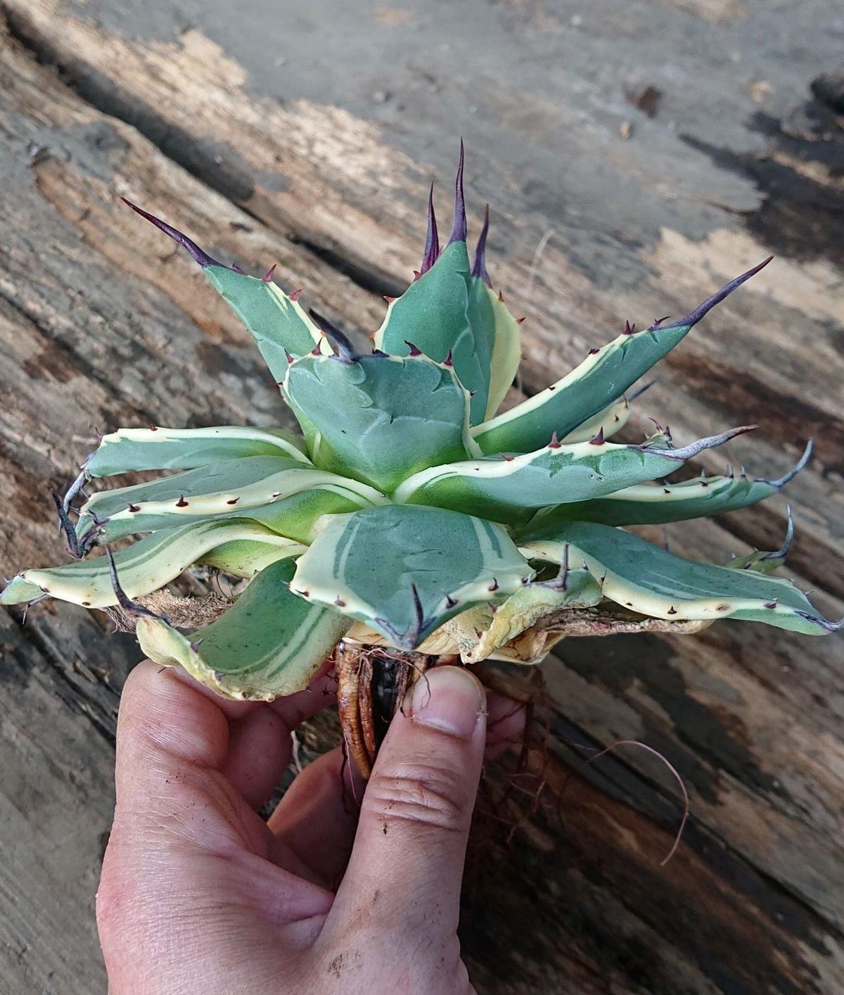 no.1 アガベ クリームスパイク Agave cream spike 【発根済】 | Mel...