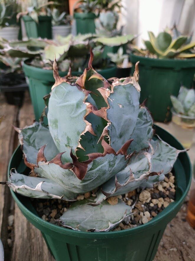 BB02 アガベ チタノタ ブラックアンドブルー | tazaka.co.id