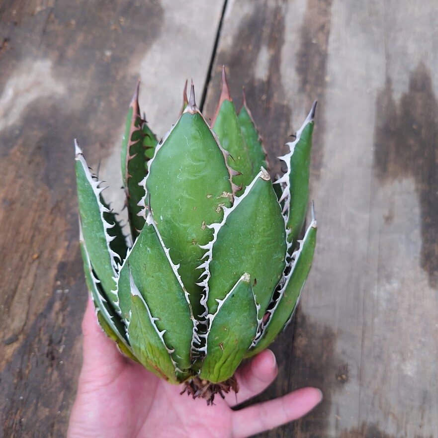 アガベ ホリダ agave horrida
