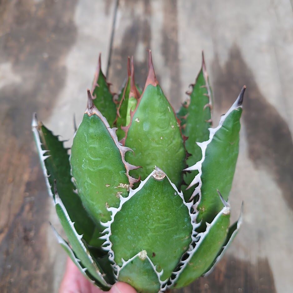 アガベ ホリダ agave horrida
