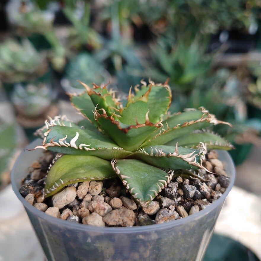 アガベ チタノタ フィリグリー 1 Agave titanota filigree | Mel...