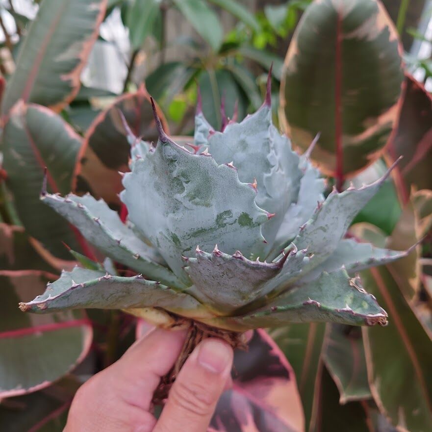 アガベ ハイブリッド パライシ （パラサナ×イシスメンシス）子株