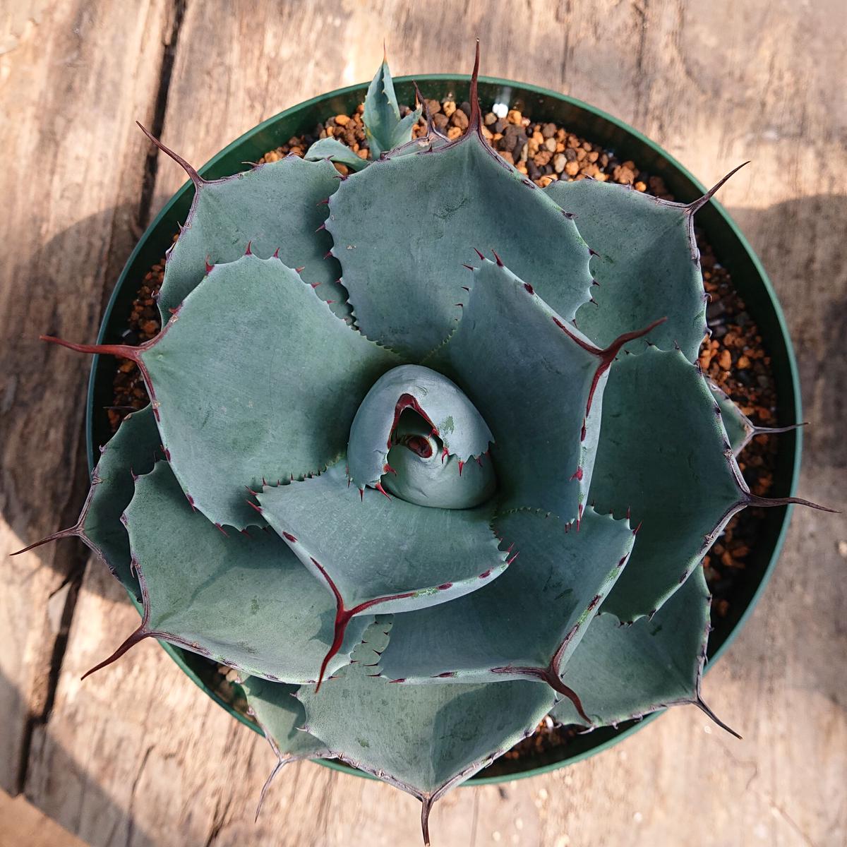 アガベパリートランカータ 30センチオーバー ⑤貴重大株