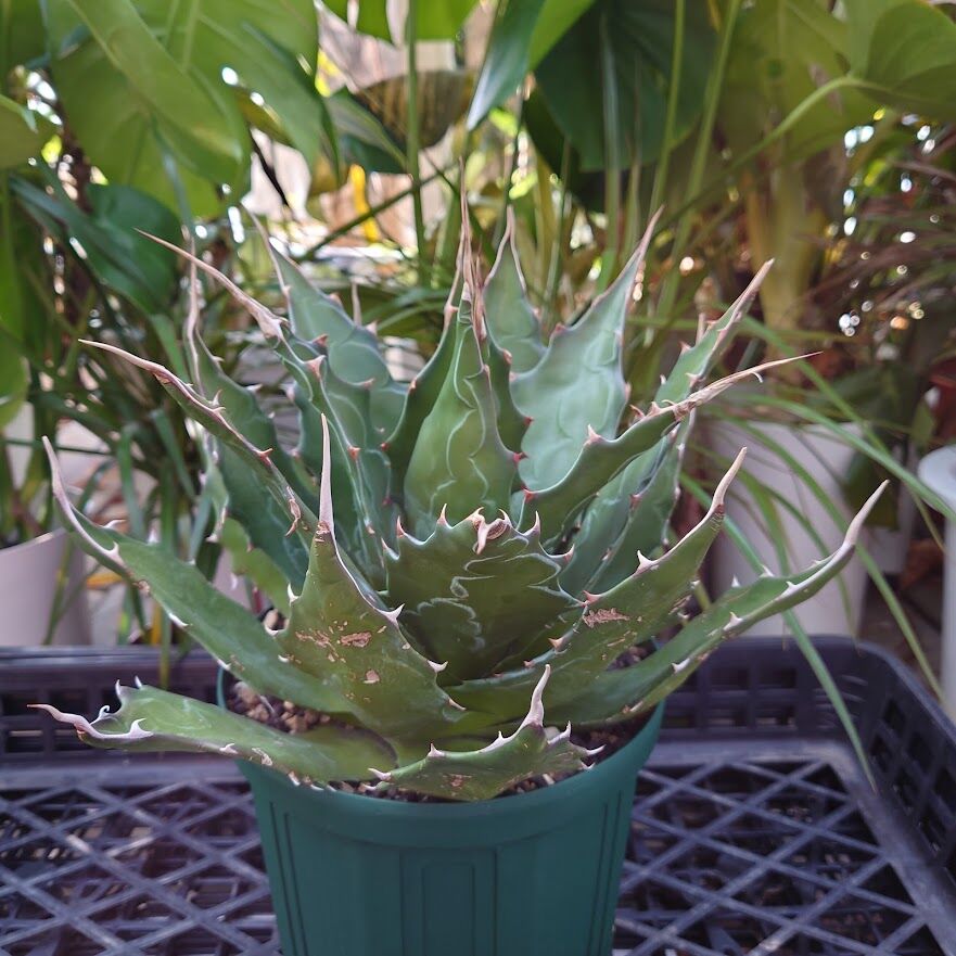 大型‼️ Agave montana アガベ モンタナ 耐寒性有り