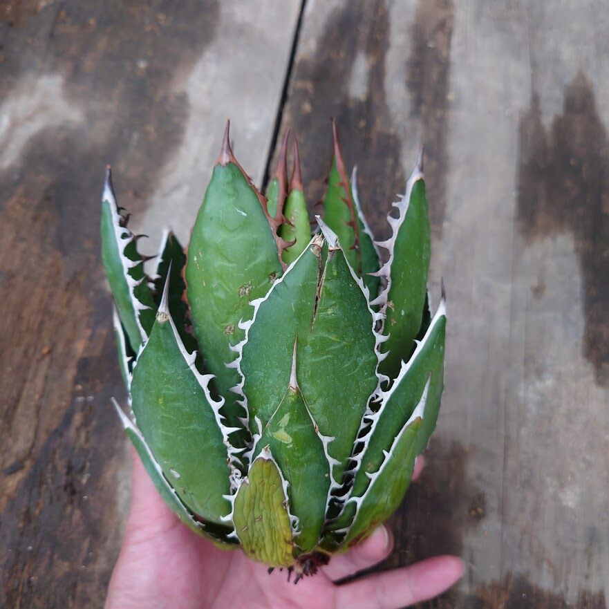 アガベ ホリダ agave horrida