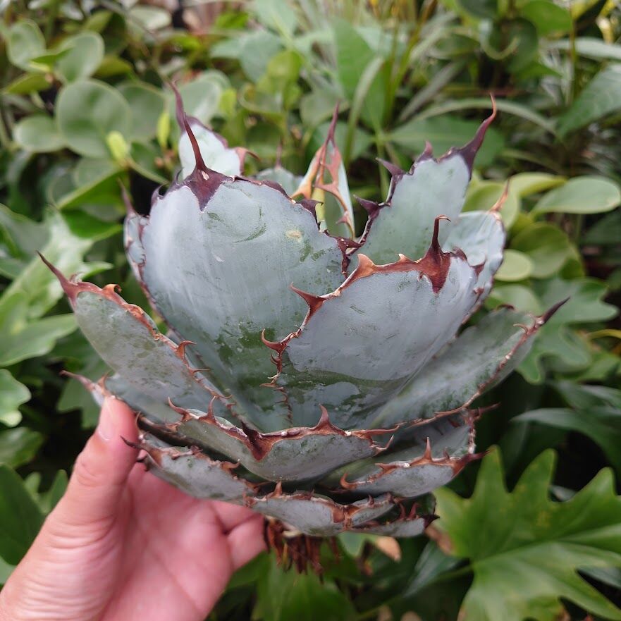 アガベ チタノタ ブラックアンドブルー Agave titanota black&blue B...