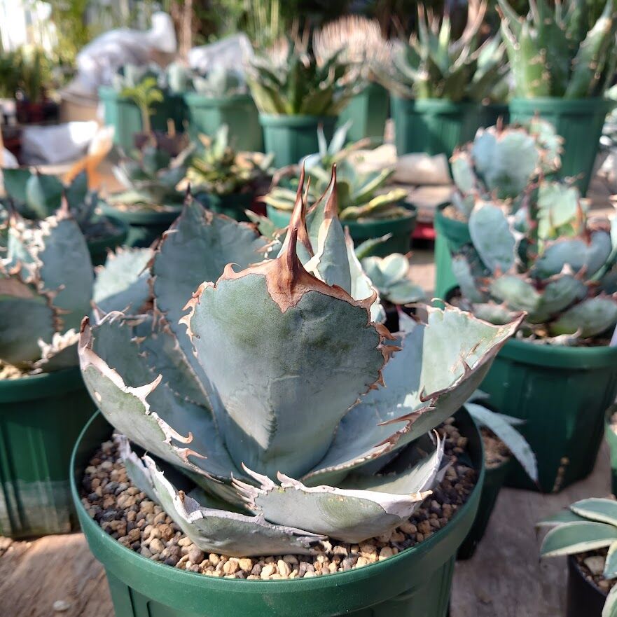 アガベ チタノタ ホワイトアイス 1 Agave titanota 'White Ice' |...