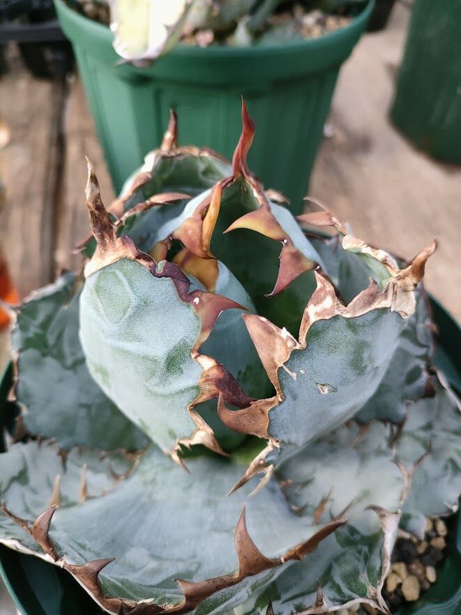 BB02 アガベ チタノタ ブラックアンドブルー | tazaka.co.id