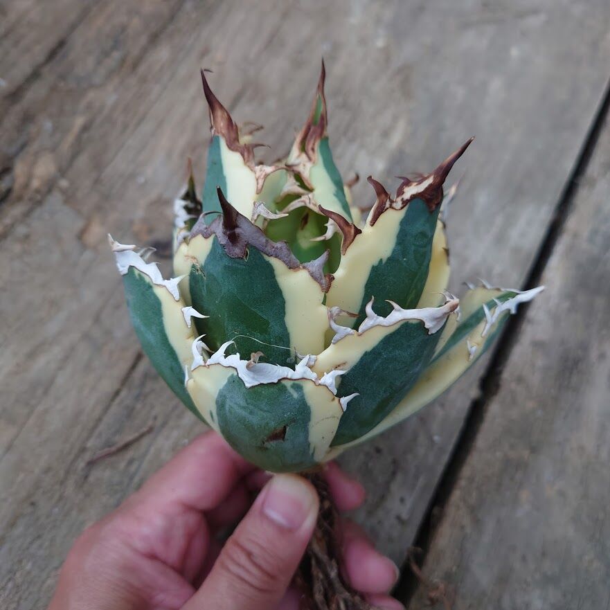 アガベ スナグルトゥース 2株セット販売♪ 6月7日までの限定価格♪ アガベ 