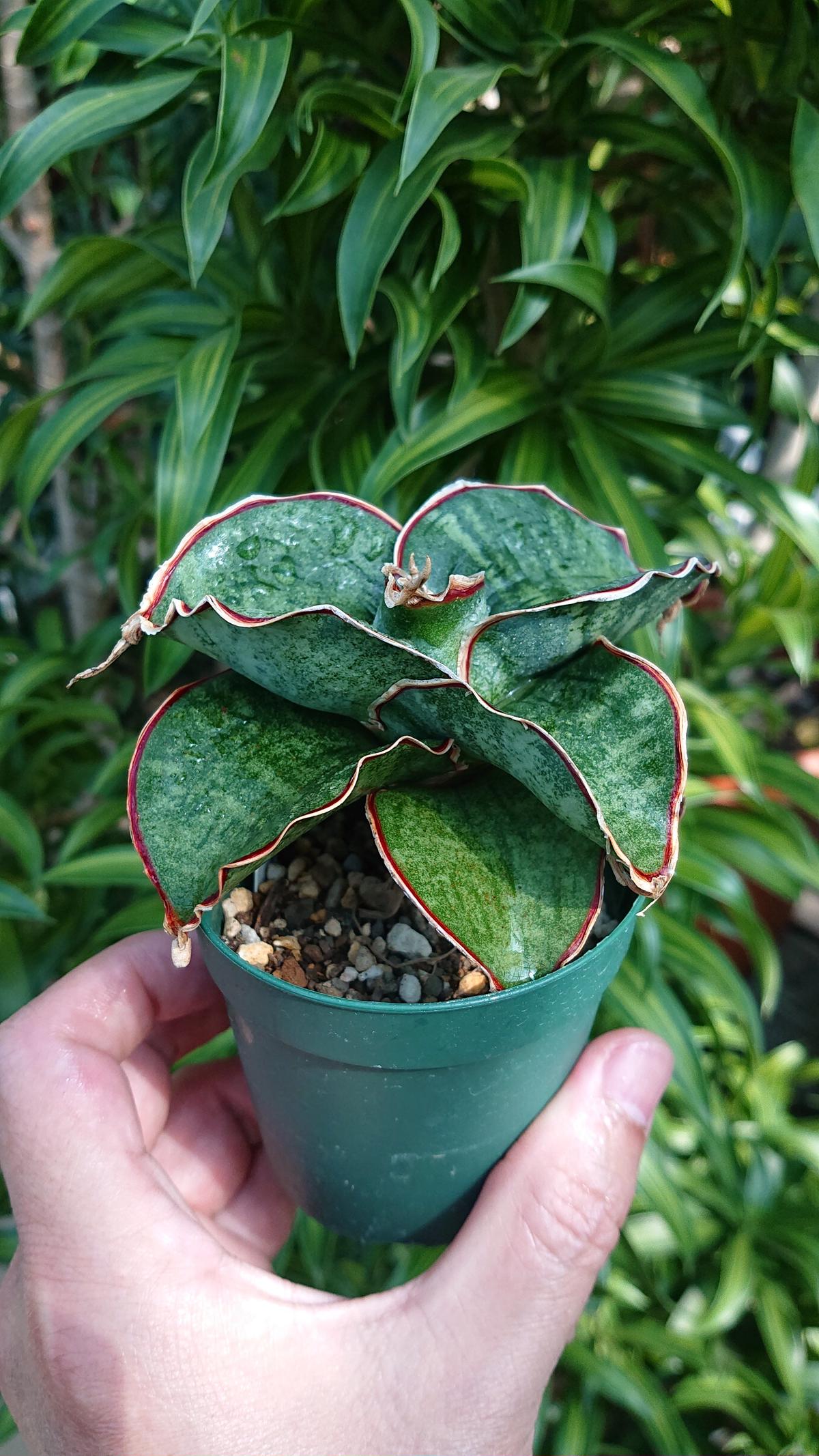 希少品種　サンセベリアドラゴンキング サンセベリア希少品種 ドラゴンキング 希少種 サンスベリア ドラゴン