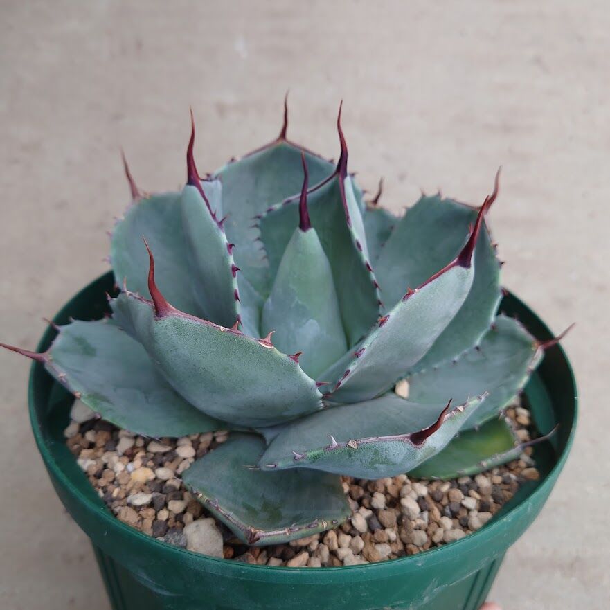 色移り有り アガベ パリー トランカータ agave parryi truncata P5