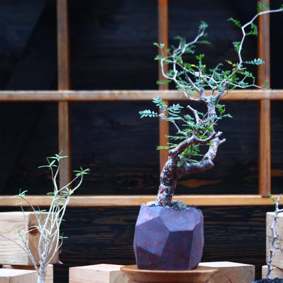 コミフォラ モンストローサ/Commiphora monstrosa no.101050