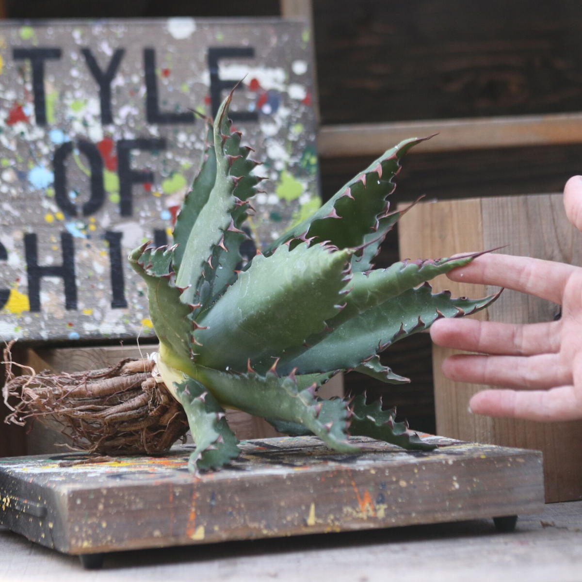 うのにもお得な情報満載！ ②アガベ ジェントリージョーズ 植物/観葉