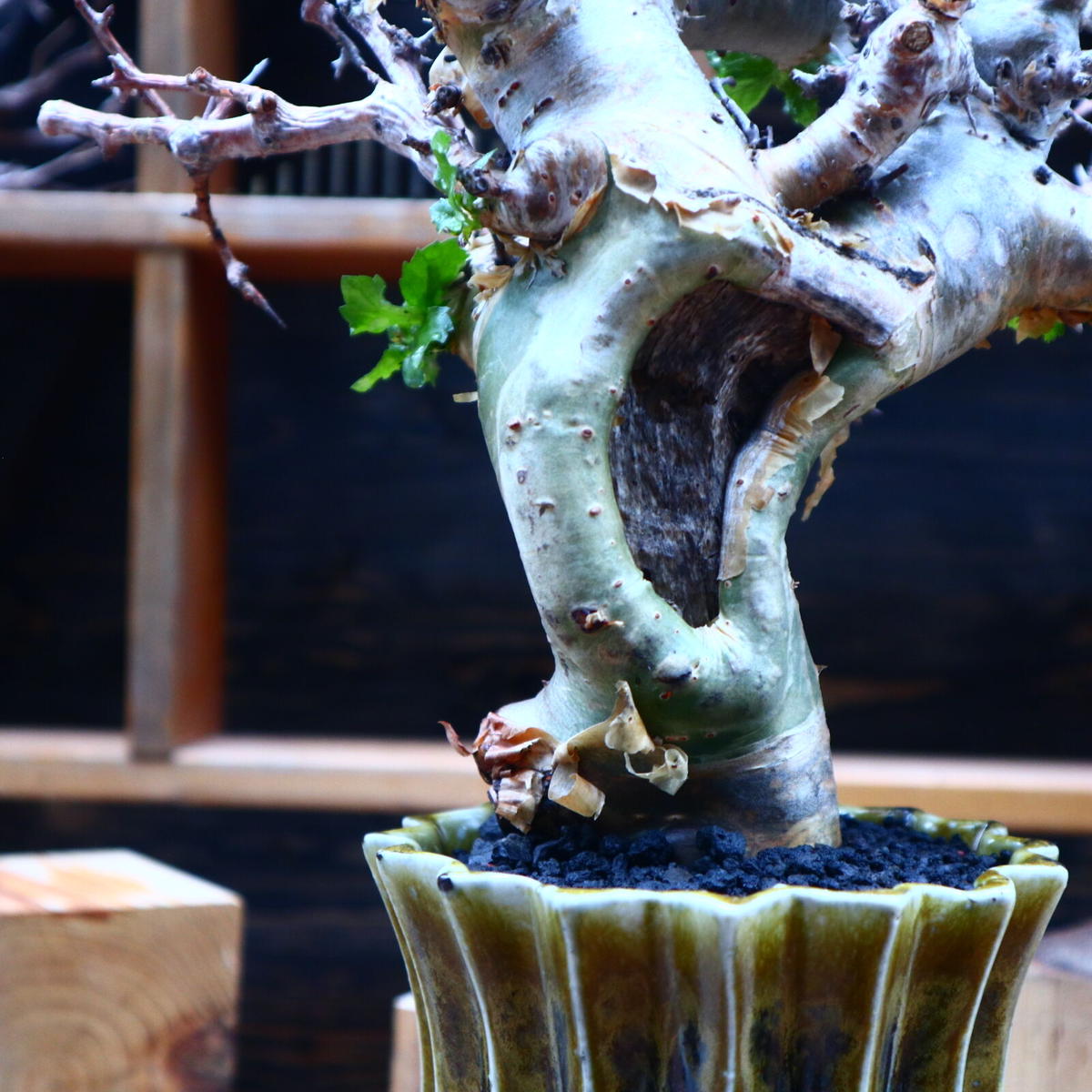 コミフォラ エミニー /Commiphora eminii no.52305 | 芽の巣山 コミフォラ エミニー /Commiphora eminii no.52305 | 芽の巣山