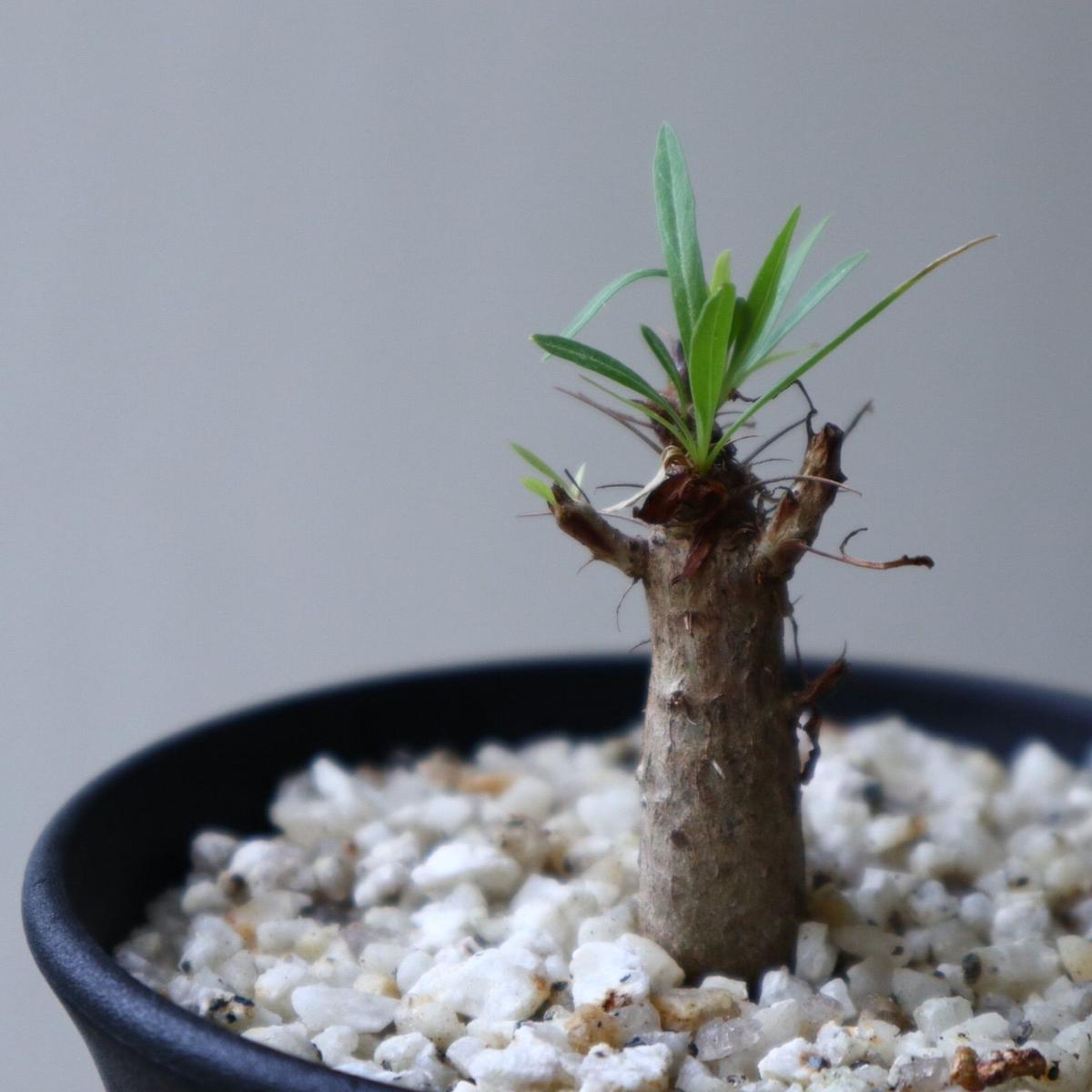 Fouquieria Purpusii No 923 