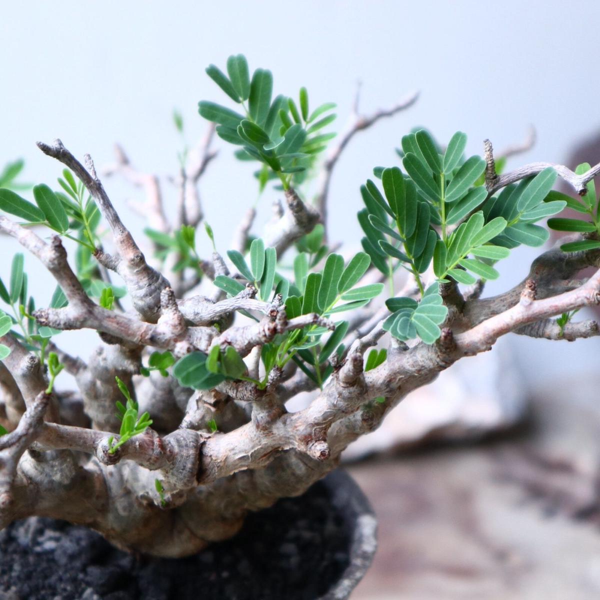 センナ メリディオナリス Senna Meridionalis No 芽の巣山 センナ メリディオナリス Senna Meridionalis No 芽の巣山