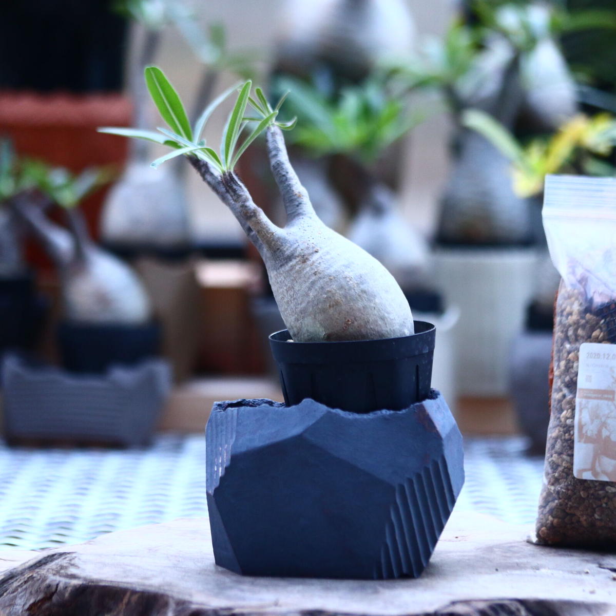 N/OH n/oh 鉢 たけろう グラキリス アガベ spicy gem