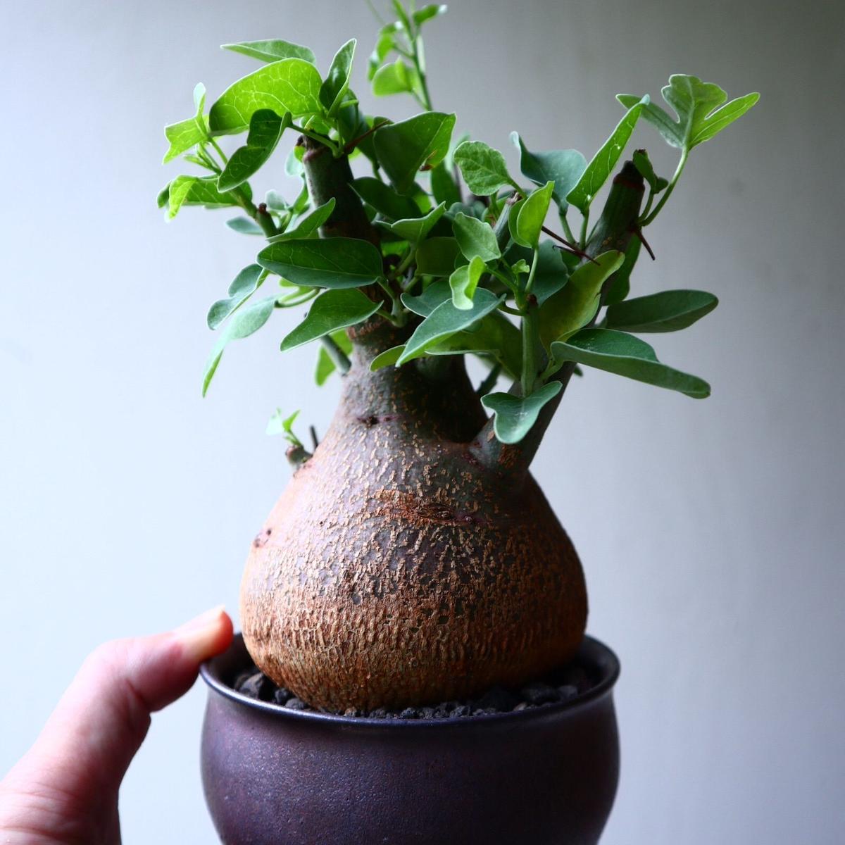 アデニア スピノーサ 現地球 発根済み