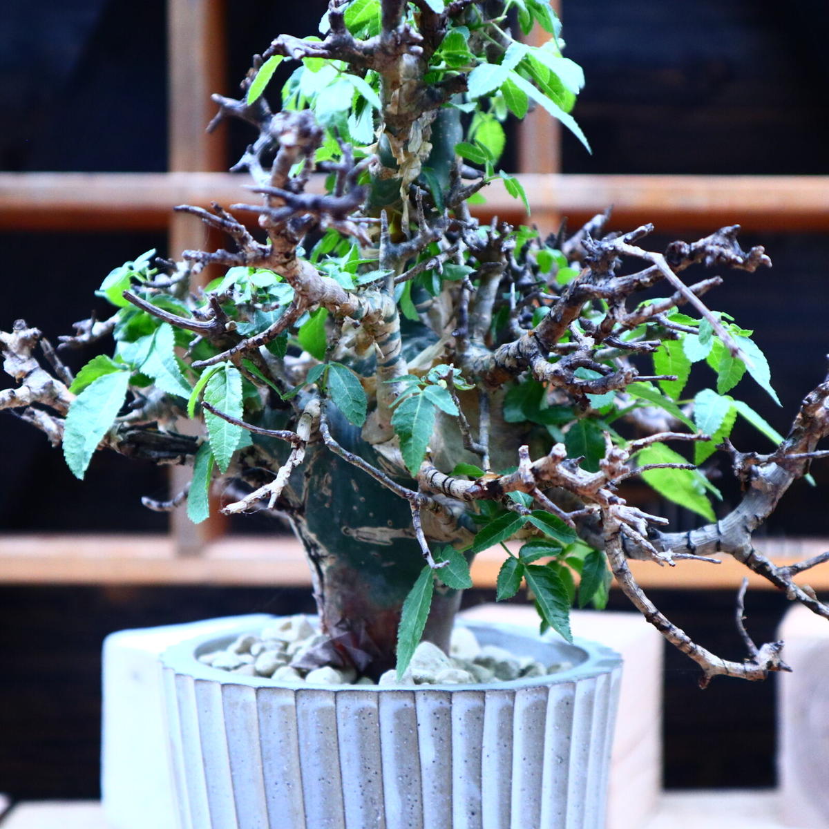 コミフォラ エミニー　Commiphora eminii 極上樹形　鉢30cm コミフォラ エミニー Commiphora eminii 極上樹形 鉢30cm