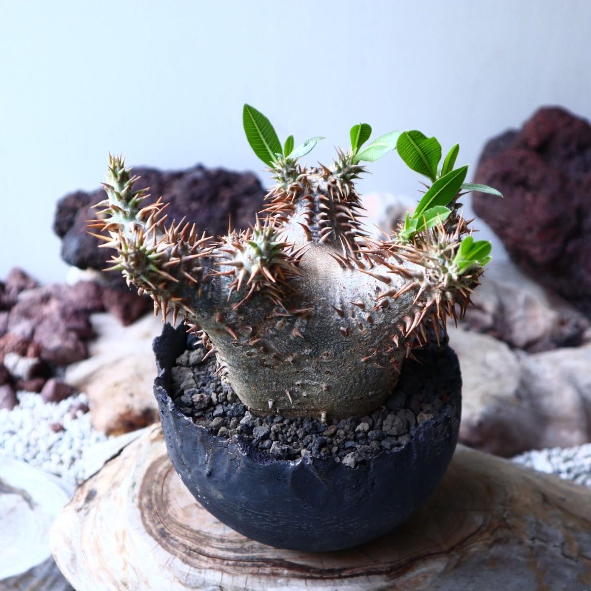 パキポディウム デンシ フローラム Pachypodium Densiflorum No