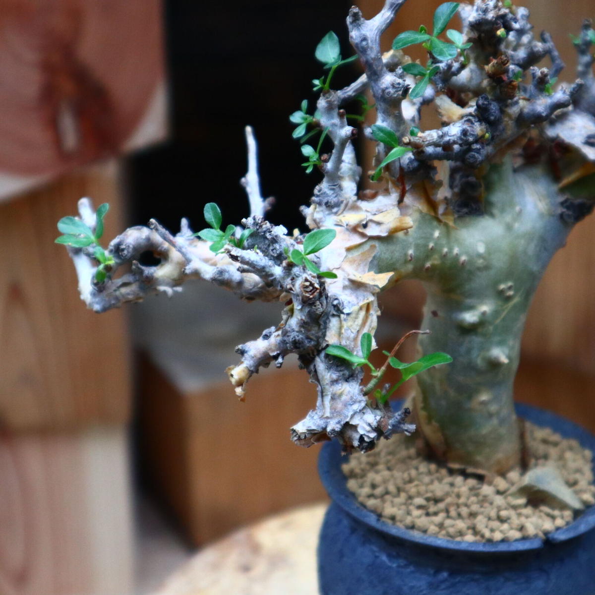 発根済】Commiphora_stocksiana/コミフォラ ストックシアナ④
