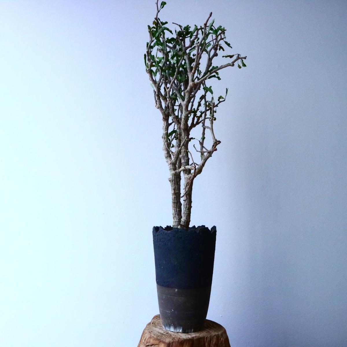 センナ メリディオナリス No 013 芽の巣山 センナ メリディオナリス No 013 芽の巣山