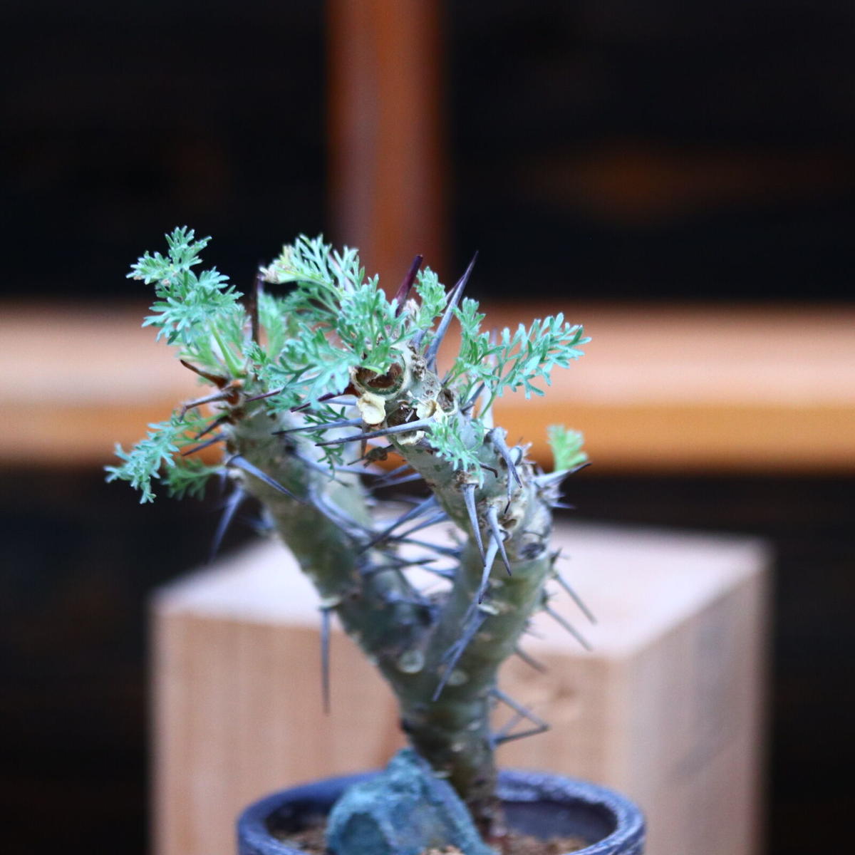 モンソニア ヘレー【現地株】（旧サウコカウロン ヘレー