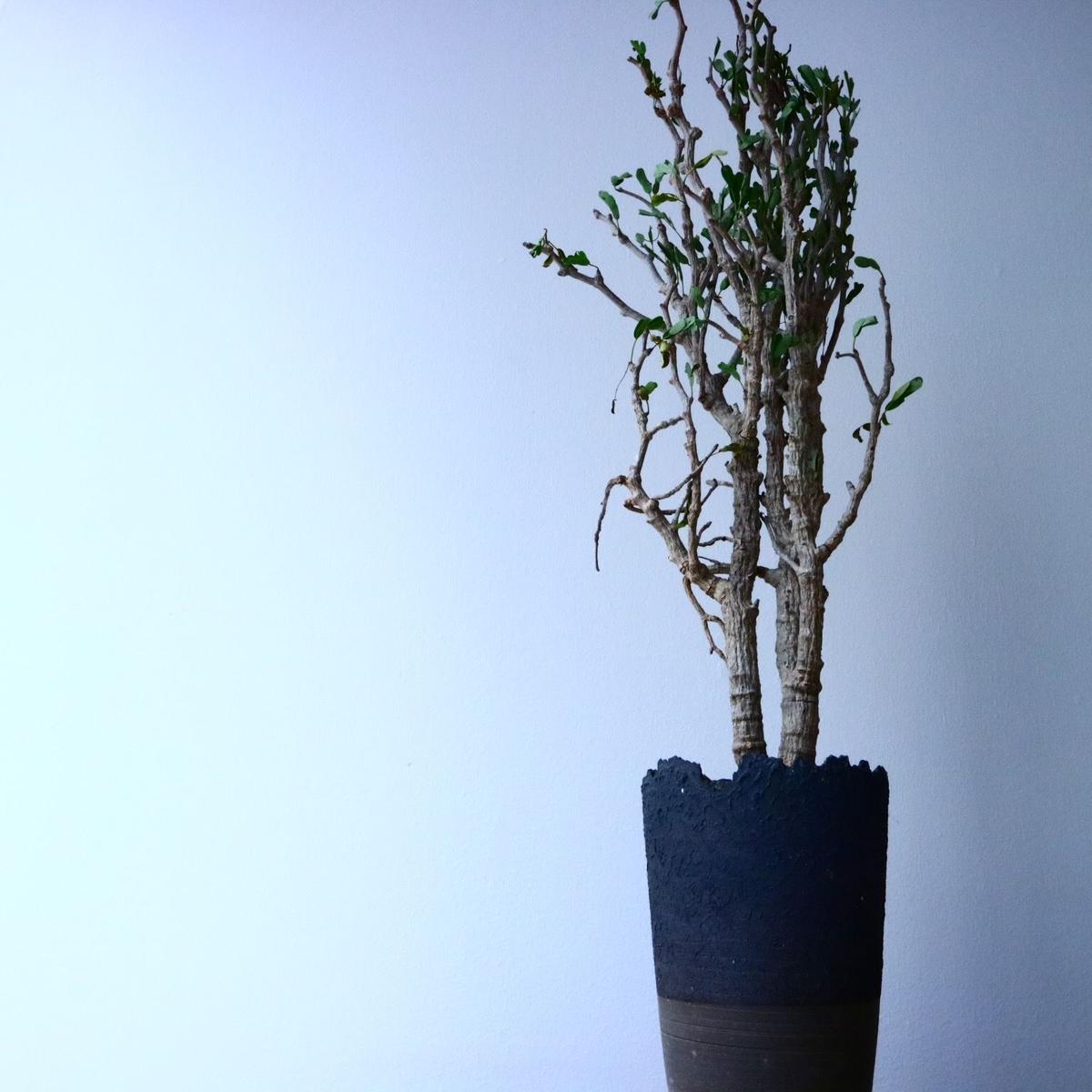 センナ メリディオナリス No 013 芽の巣山 センナ メリディオナリス No 013 芽の巣山