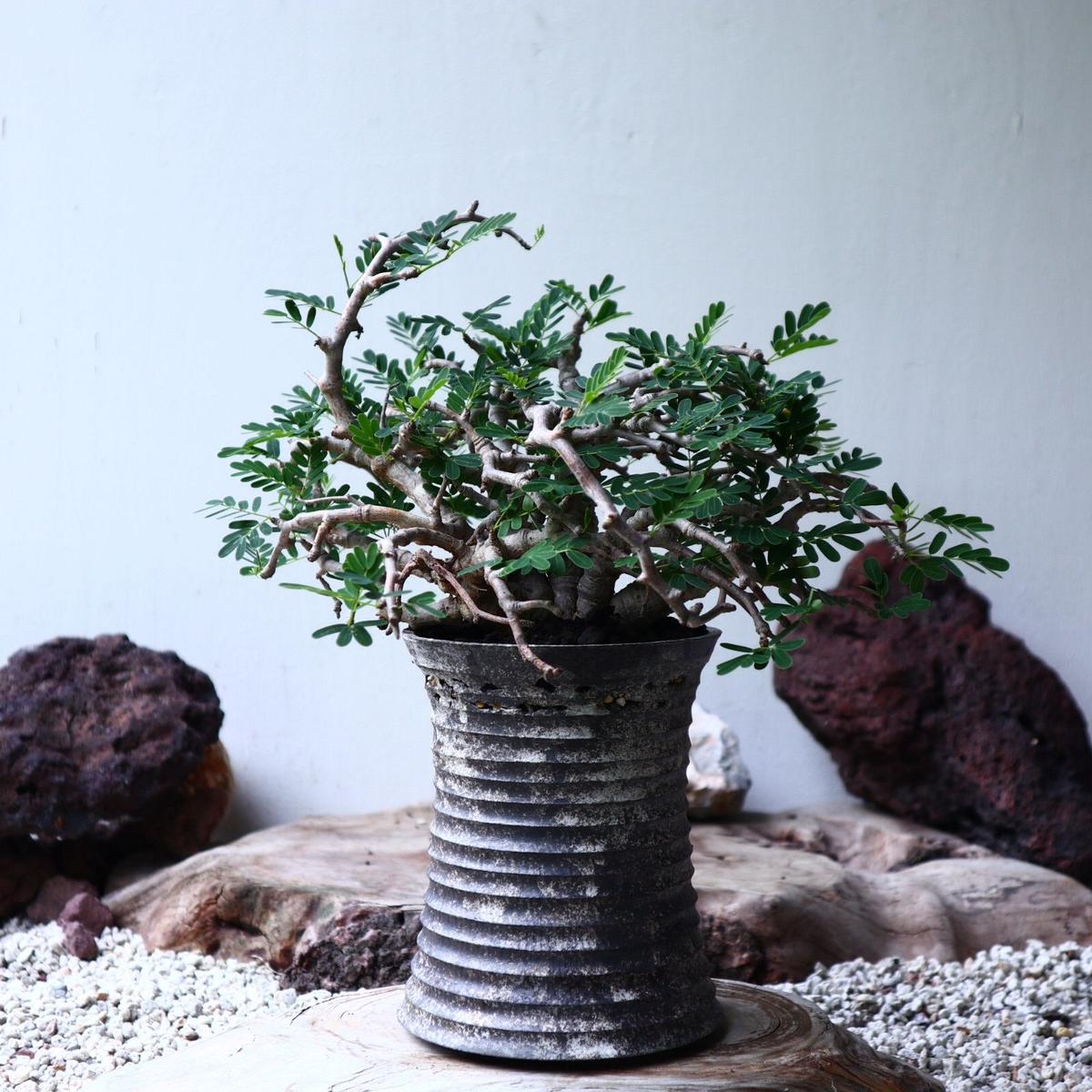 センナ メリディオナリス Senna Meridionalis No 芽の巣山 センナ メリディオナリス Senna Meridionalis No 芽の巣山