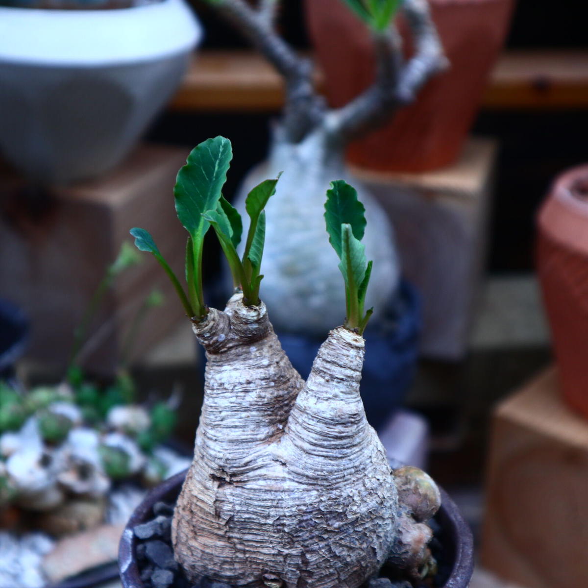 ユーフォルビア フィッシュスケール フィッシュボーン 3頭 発根管理中