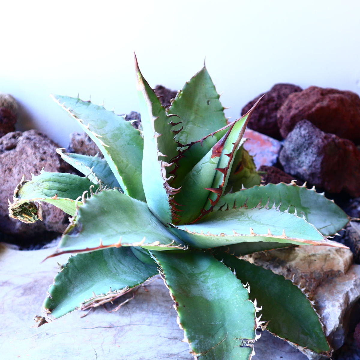 アガベ チタノタ セレクト ブルー クローン Agave Titanota Select B