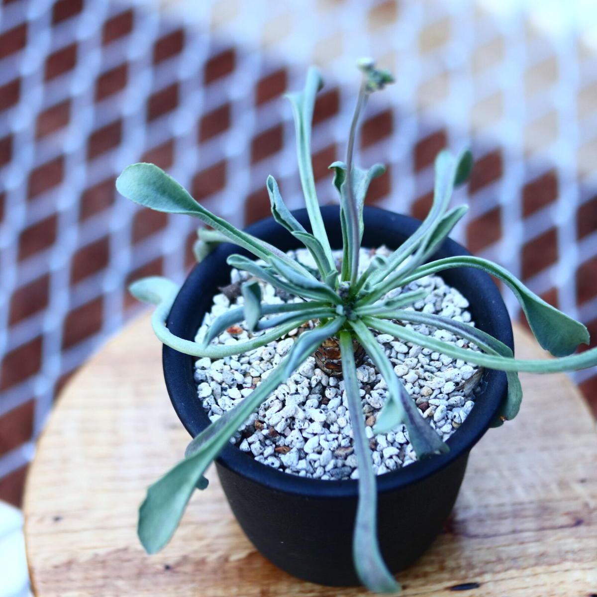 美株 オトンナ レピドカウリス 発根済 オトンナ レピドカウリス 実生株