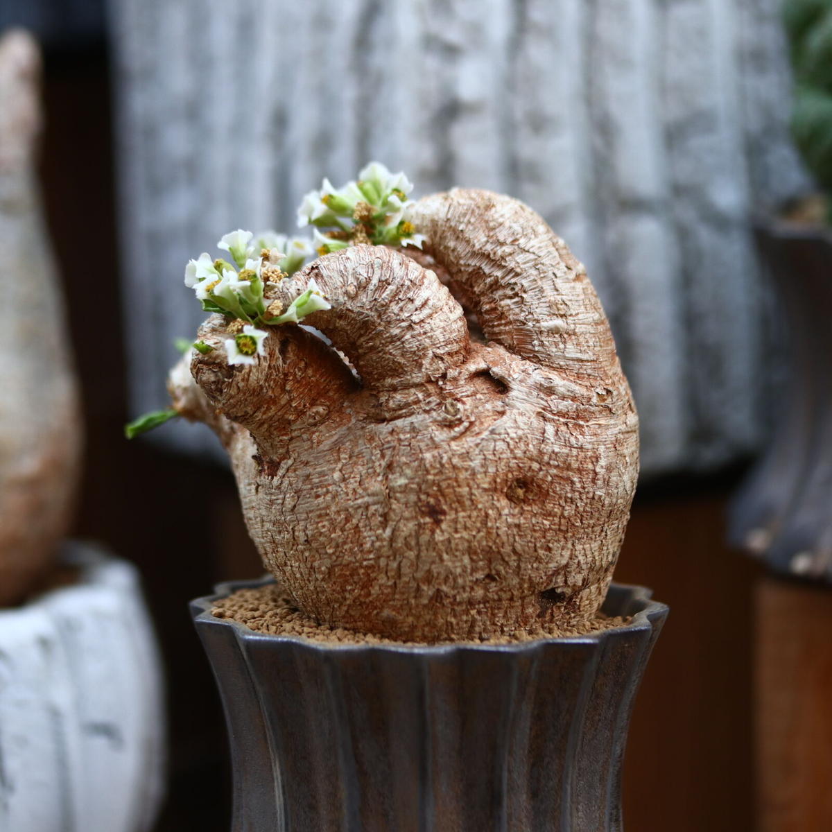 ユーフォルビア プリムリフォリア / Euphorbia primulifolia / 発根...