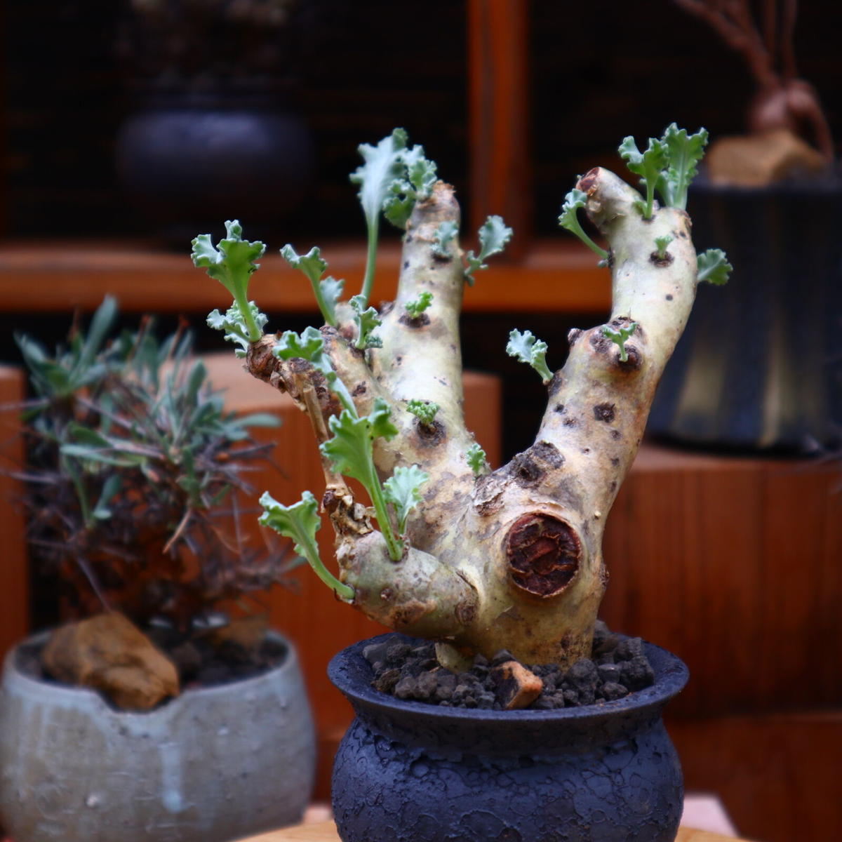 □クリンガルドテンセ 実生苗 【多肉植物 Pelargonium ペラルゴニウム】