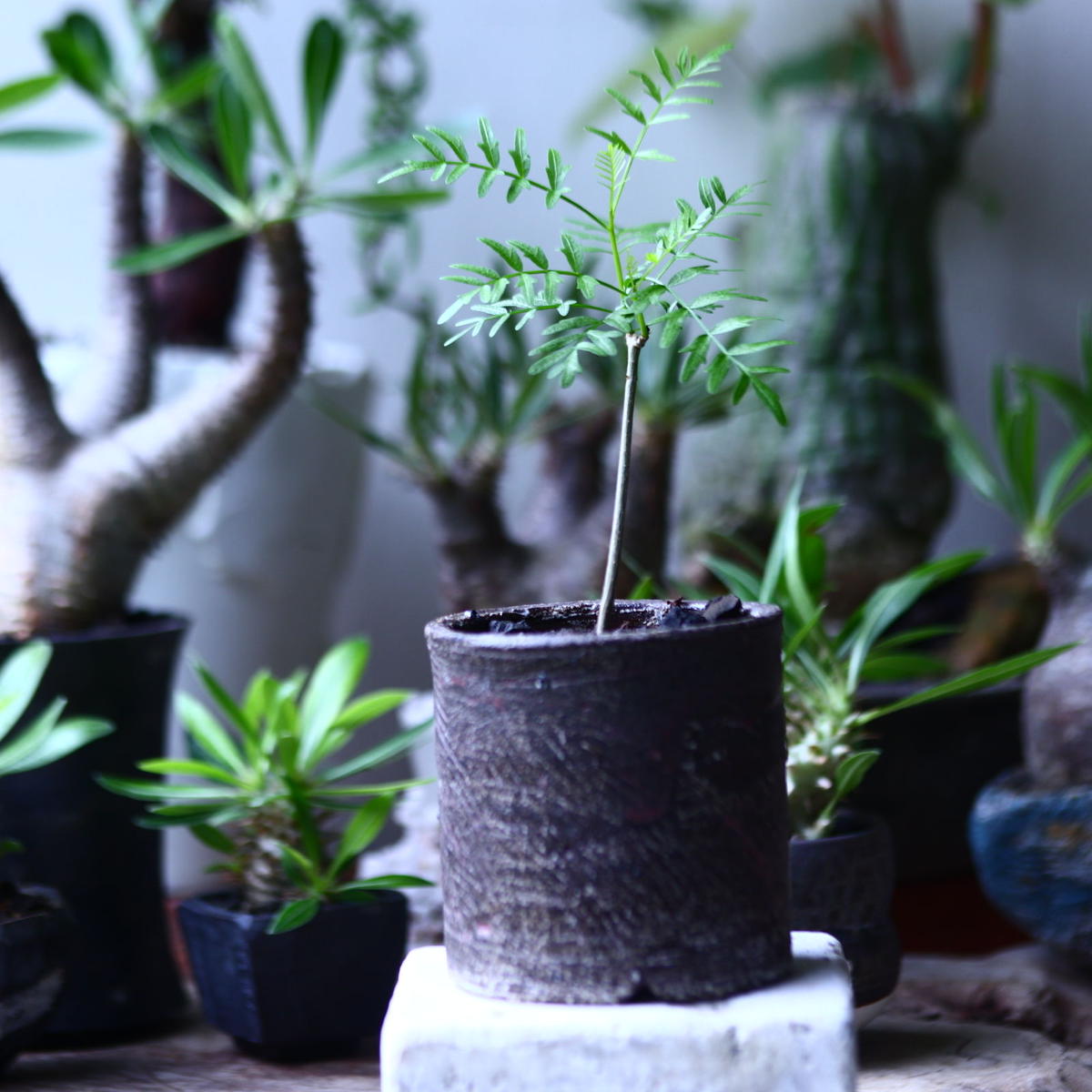 Bursera microphylla ブルセラ ミクロフィラ 灌木 検索