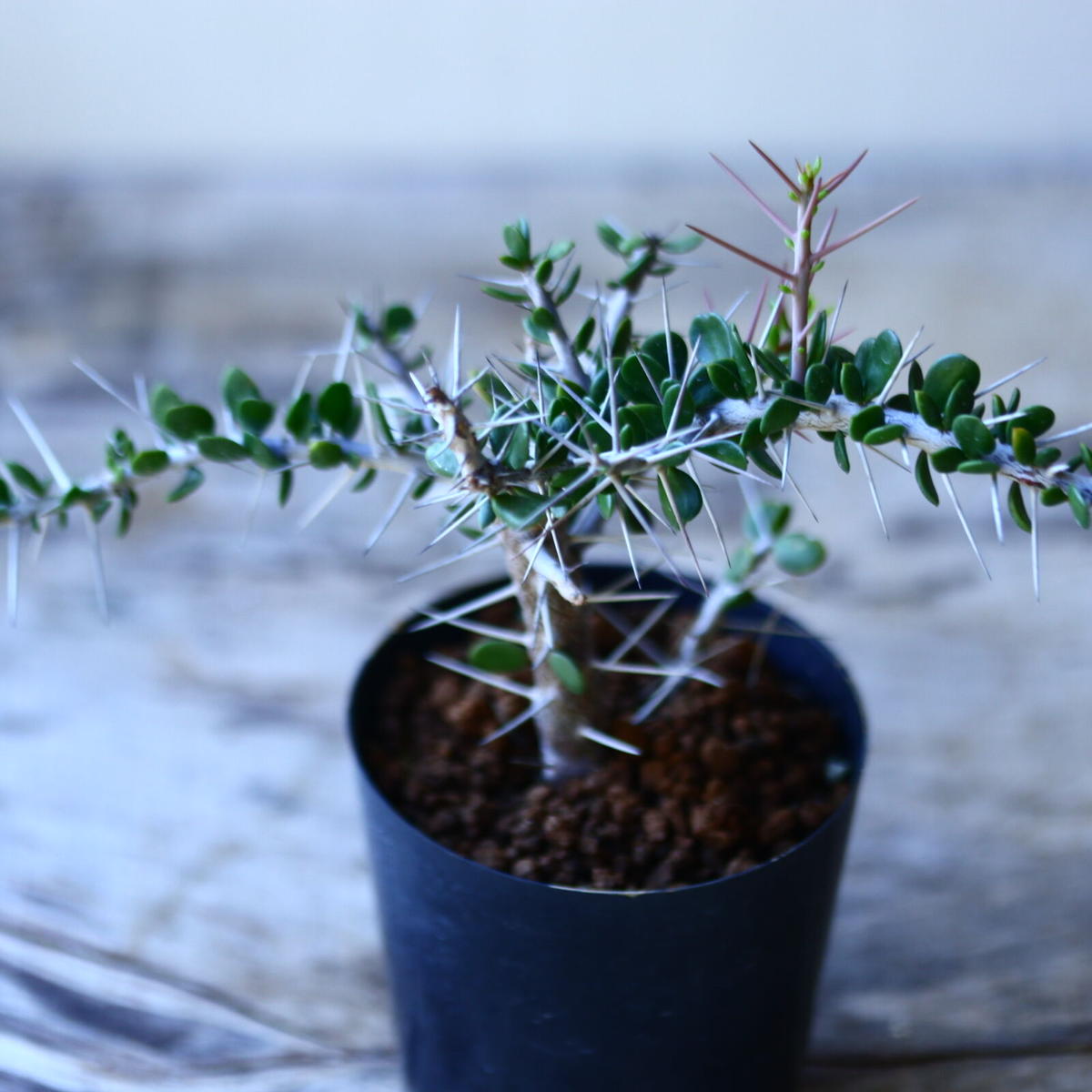 アローディア コモサ Alluaudia Comosa No 芽の巣山
