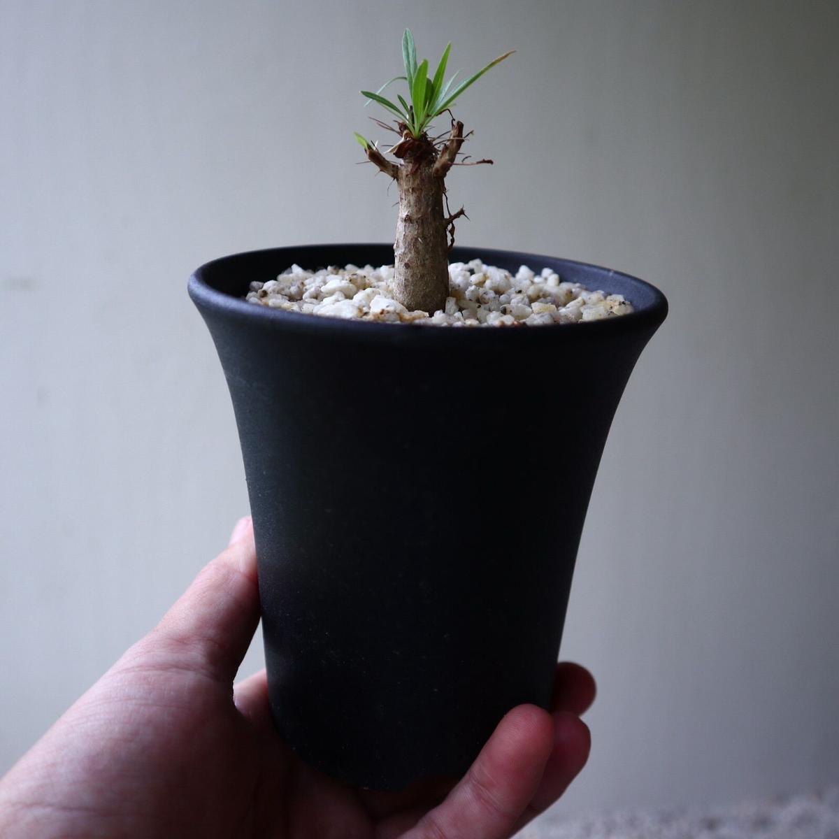  Fouquieria Purpusii No 923 