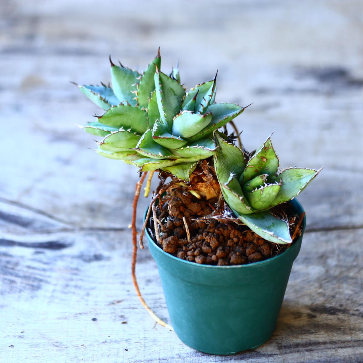 アガベ チタノタ フィリグリー Agave Titanota Filigree Creste