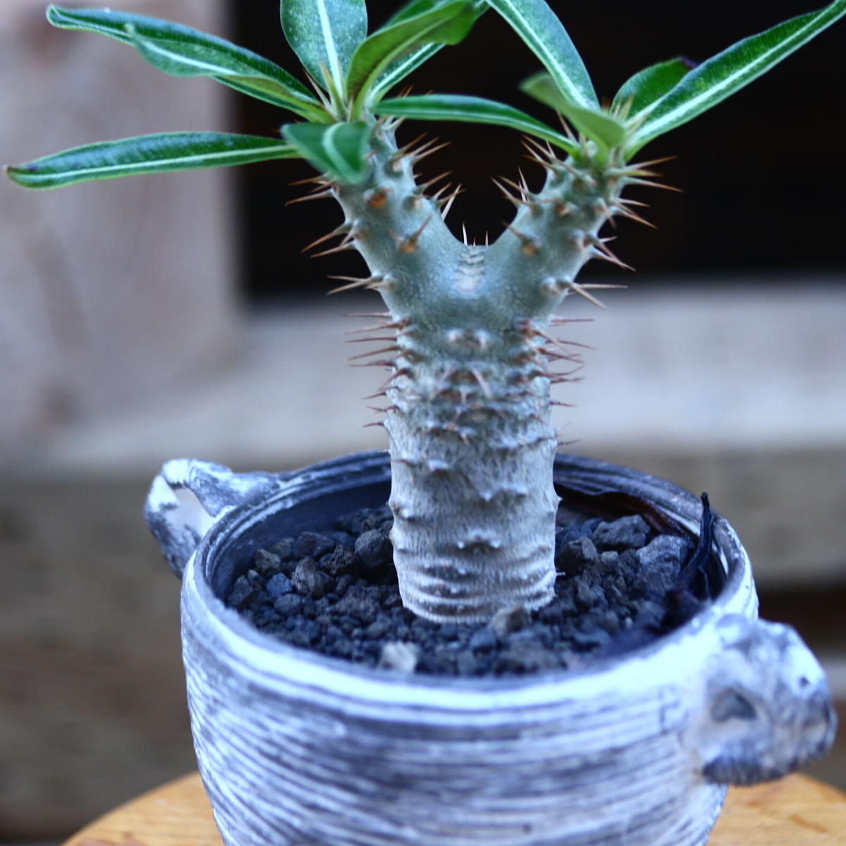 Pachypodium cactipes パキポディウム カクチペス 実生 検)塊根 Pachypodium cactipes パキポディウム カクチペス 実生 検)塊根