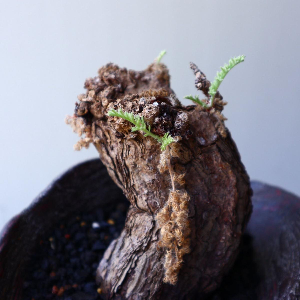 ペラルゴニウム トリステ かみ山陶器 鉢混み 鉢・プランター 