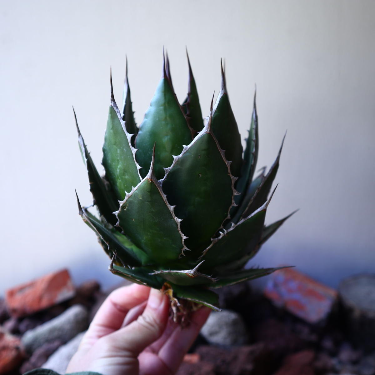 アガベ ホリダ Agave horrida no.30821 | 芽の巣山