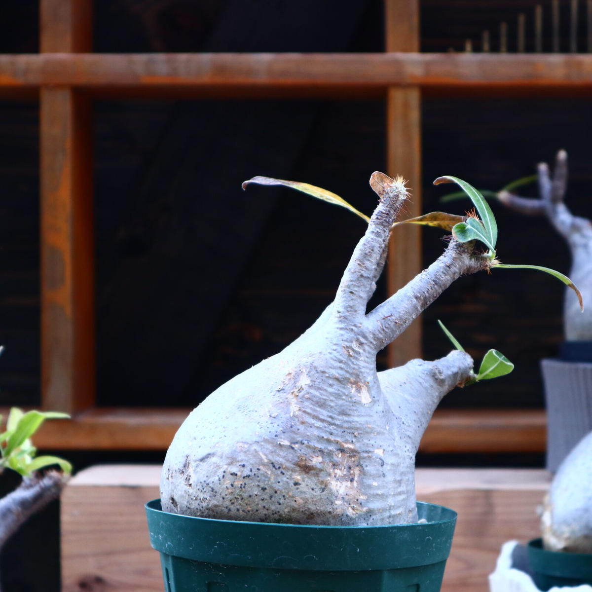 N/OH n/oh 鉢 たけろう グラキリス アガベ spicy gem