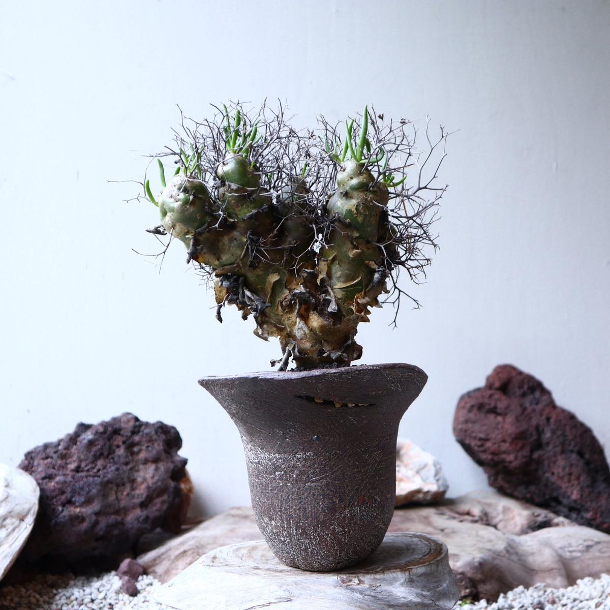 超爆安 AND COTYLEDON TYLECODON チレコドン アンド コチレドン 洋書