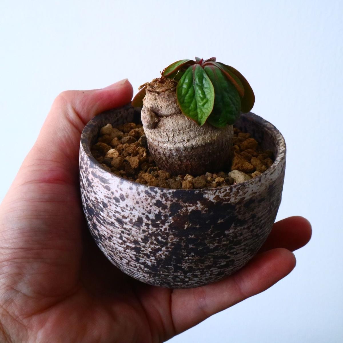 ユーフォルビア　エクロニー　鬼笑い　ecklonii 激レア　大株　発根済 ユーフォルビア エクロニー 鬼笑い ecklonii 激レア 大株 発根済