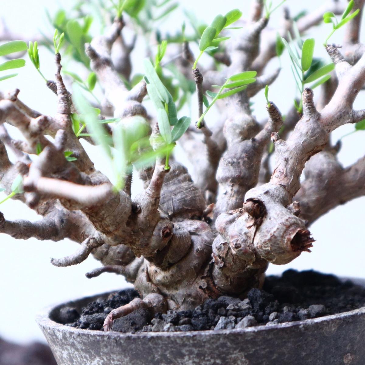 センナ メリディオナリス Senna Meridionalis No 芽の巣山 センナ メリディオナリス Senna Meridionalis No 芽の巣山