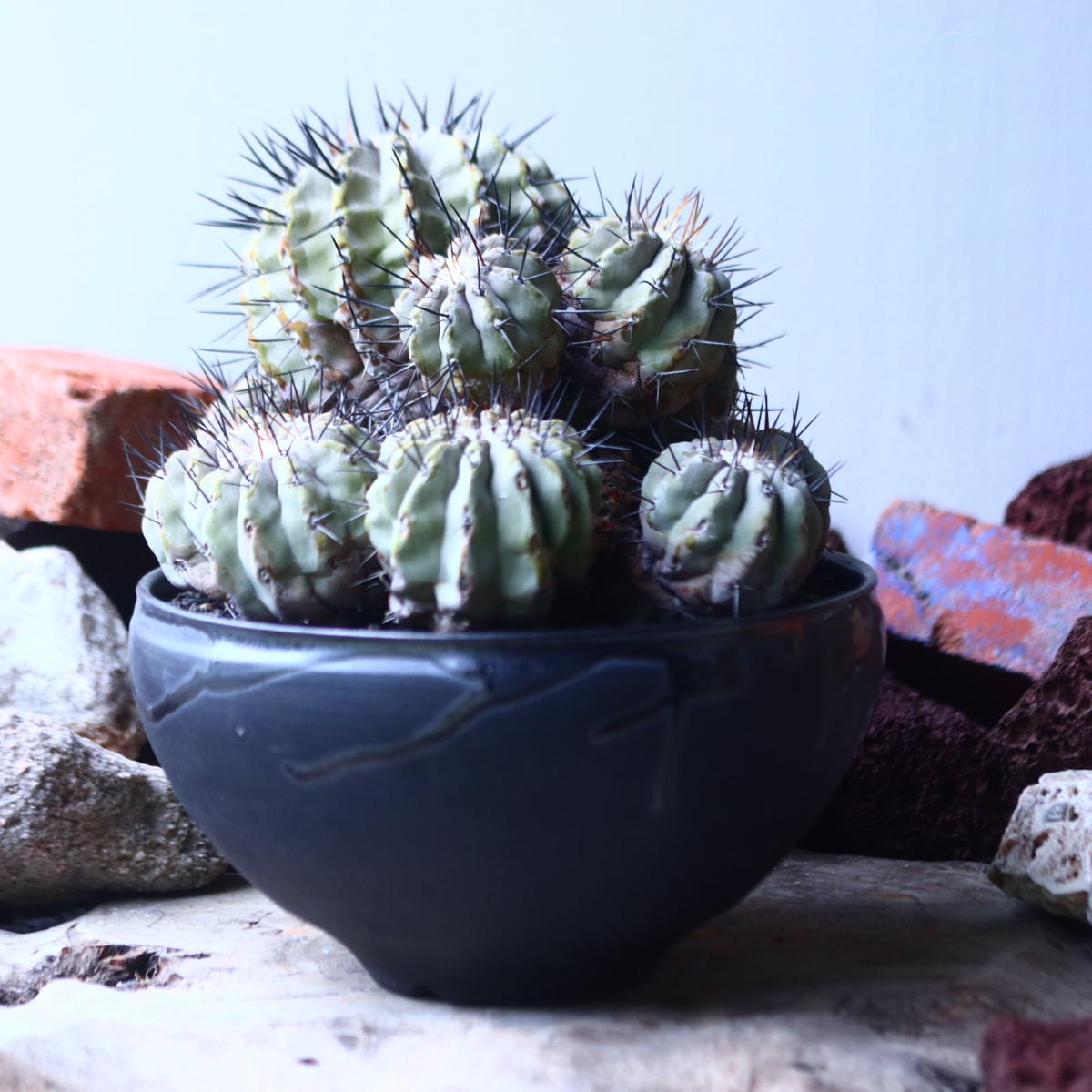 コピアポア 黒王丸 Copiapoa cinerea no.42695 | 芽の巣山