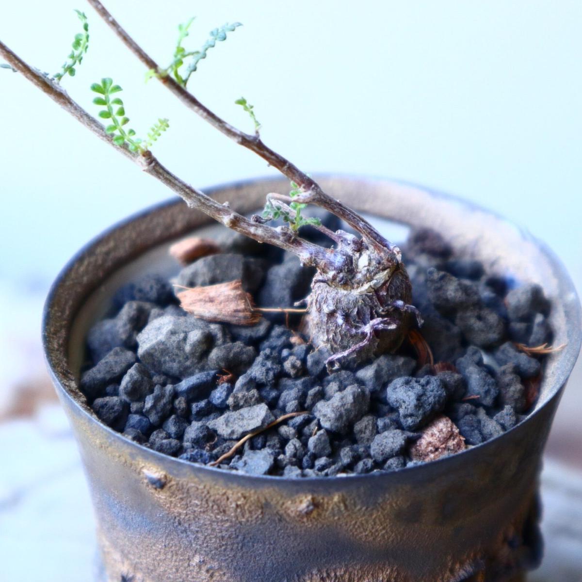 オペルクリカリア ヒファエノイデス 根差し Operculicarya Hyp