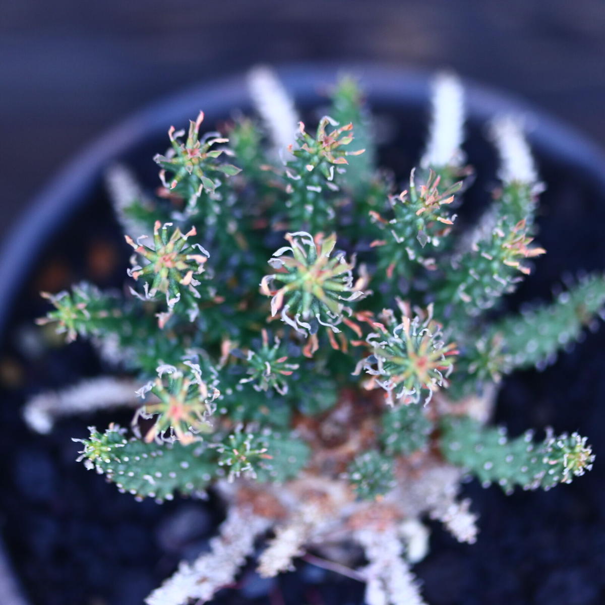 ユーフォルビア アトロビリディス 「レア、大株」 【公式通販】