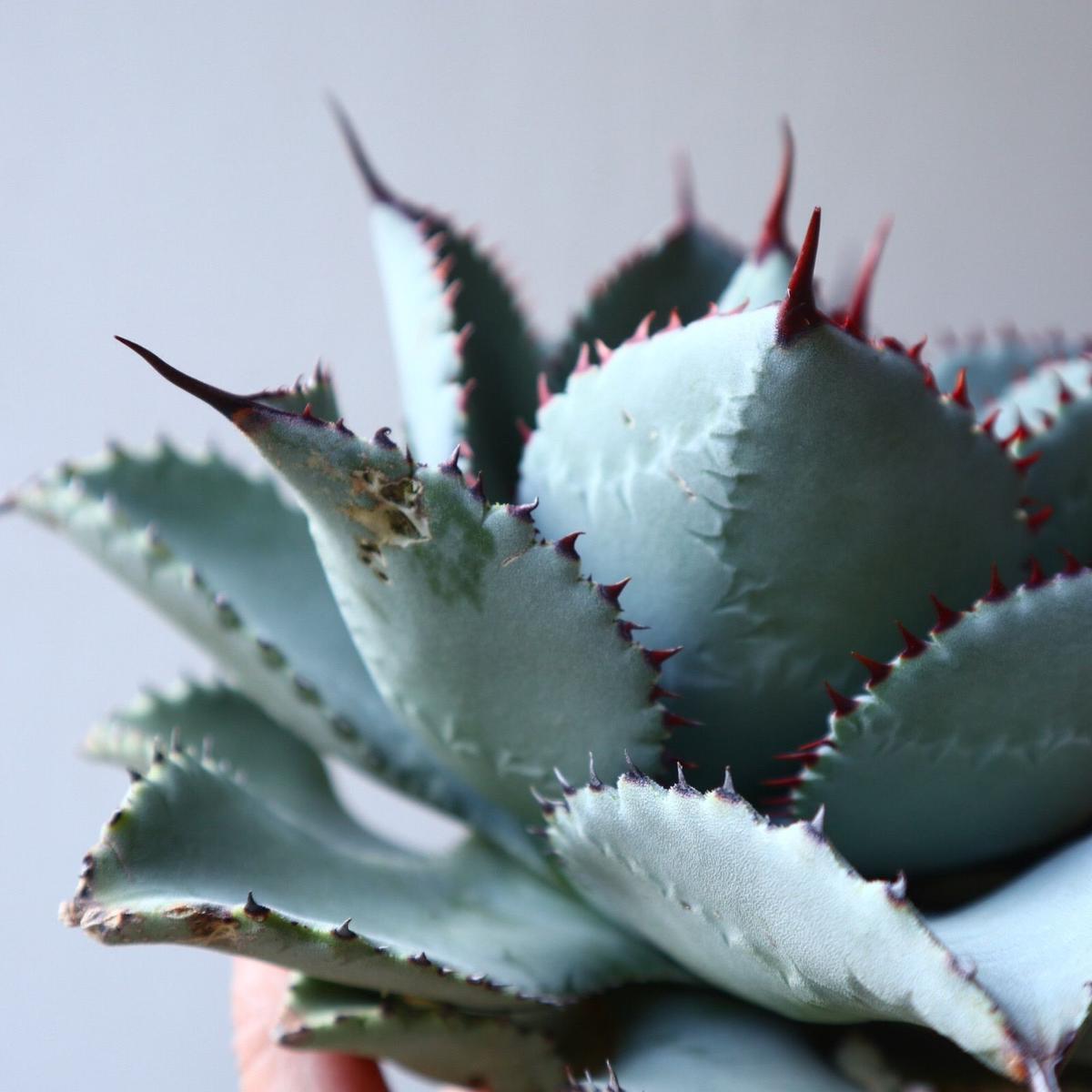 アガベ ドラゴンエイト dragon eight