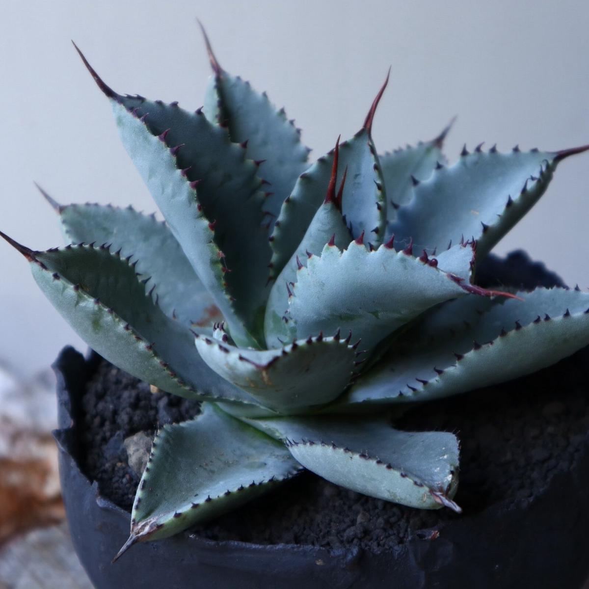 アガベ ドラゴンエイト dragon eight